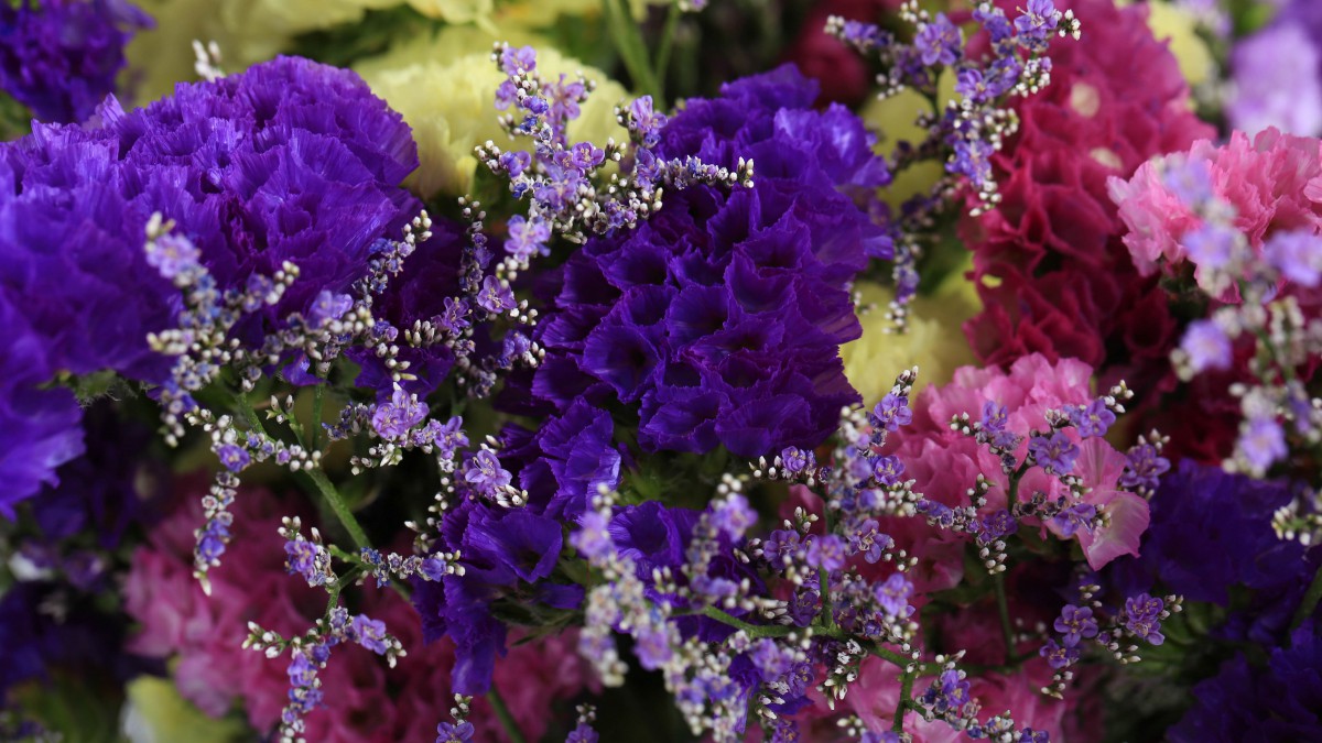 紫色干花花束图片