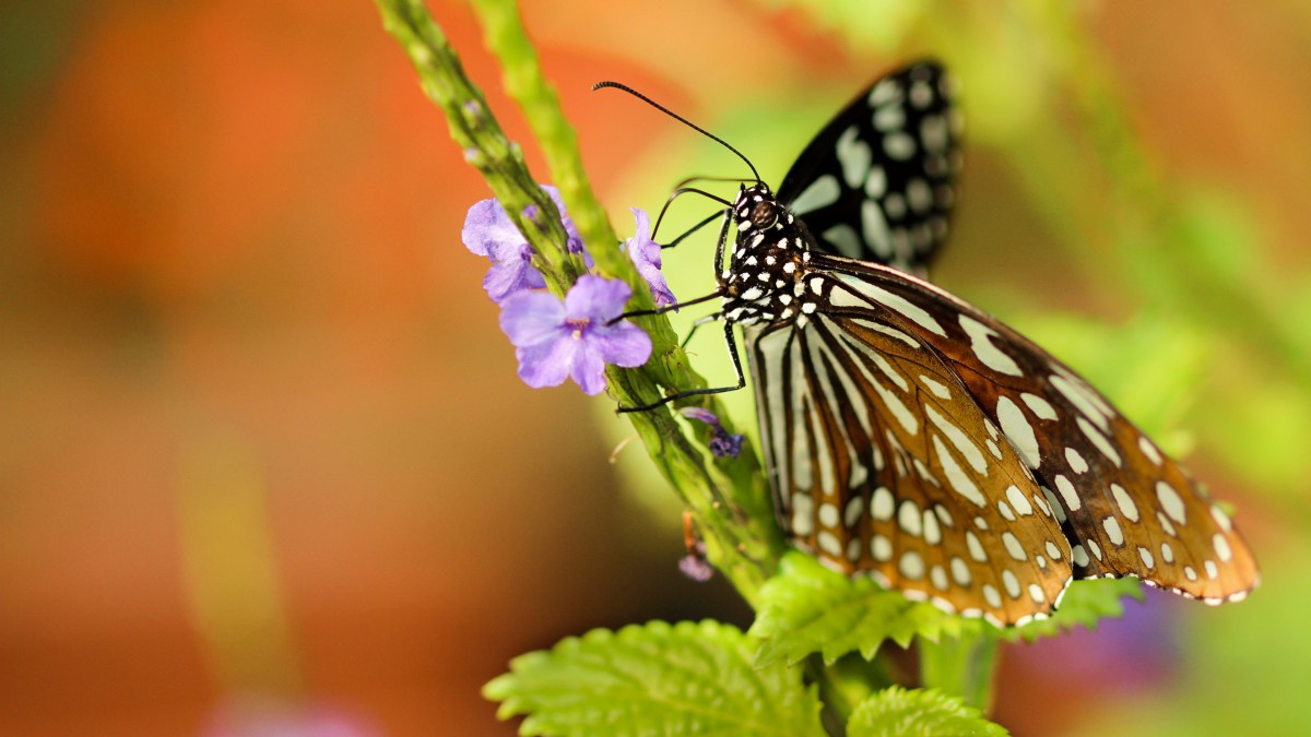 蝴蝶图片大全-动物壁纸-高清动物图片-娟娟壁纸