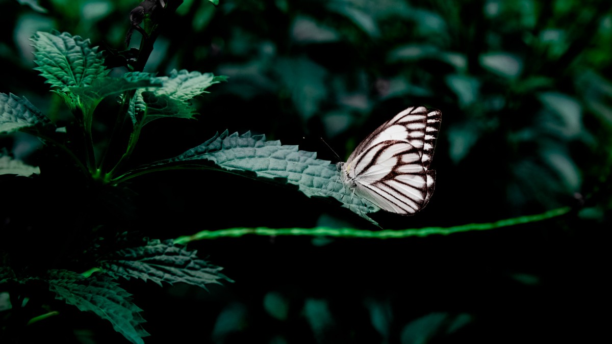 蝴蝶图片大全-动物壁纸-高清动物图片-第12图-娟娟壁纸