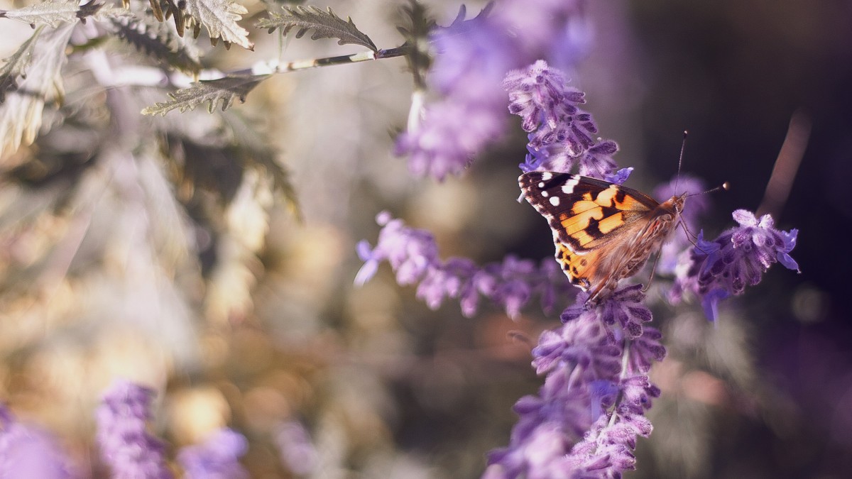 花朵上的蝴蝶图片壁纸-动物壁纸-高清动物图片-第10图-娟娟壁纸