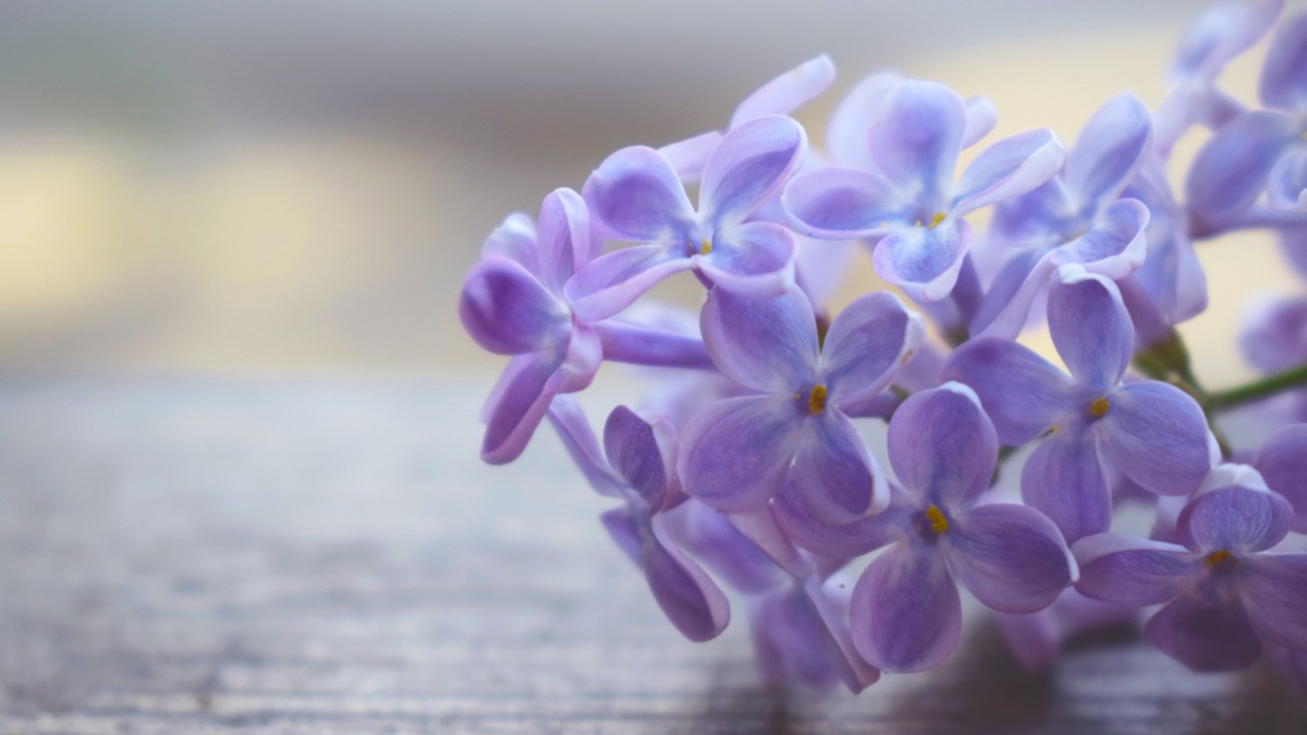 清新淡雅的花朵图片大全29