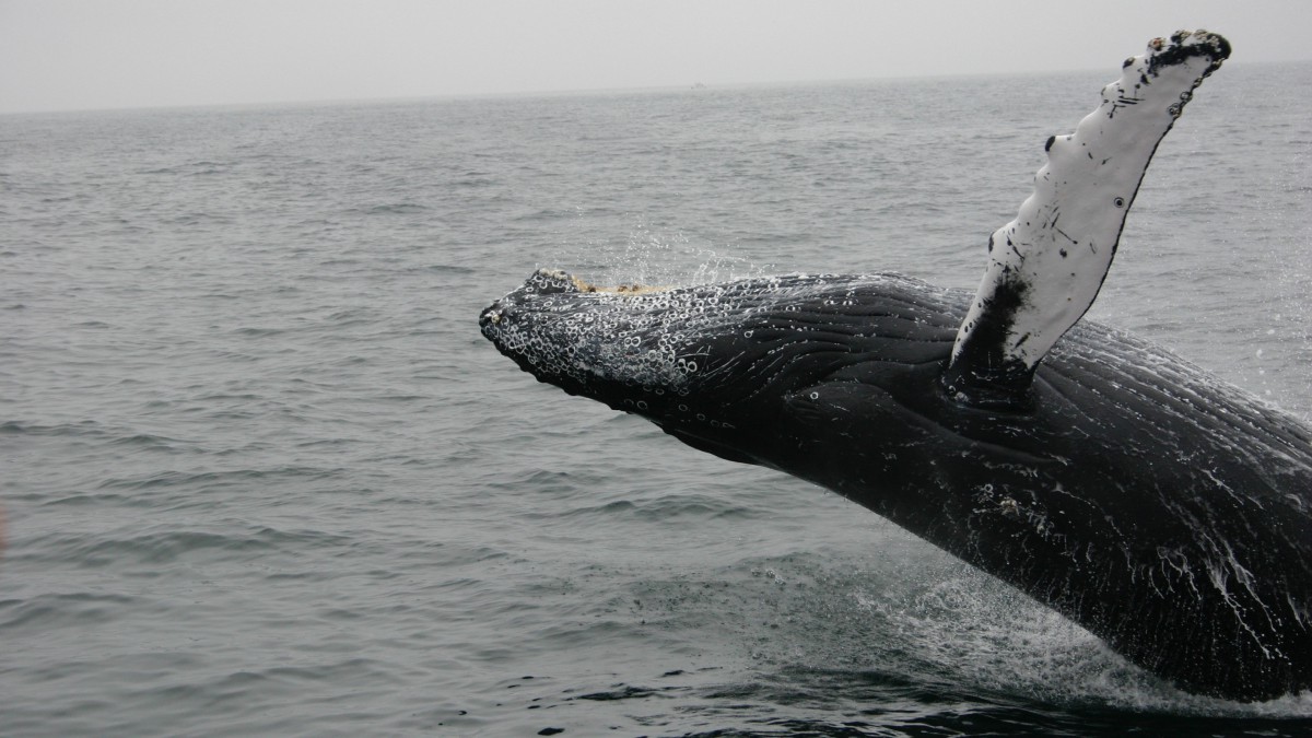哺乳动物鲸鱼图片