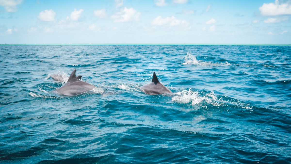 哺乳动物鲸鱼图片-动物壁纸-高清动物图片-第8图-娟娟壁纸