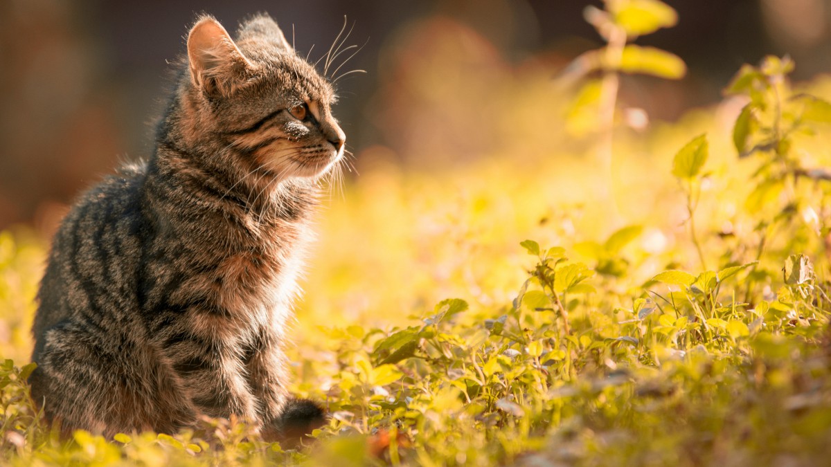 可爱的小猫咪图片-动物壁纸-高清动物图片-第6图-娟娟壁纸