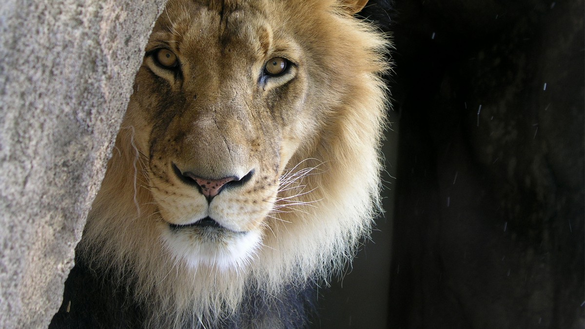 獅子老虎圖片-動物壁紙-高清動物圖片-第10圖-娟娟壁紙