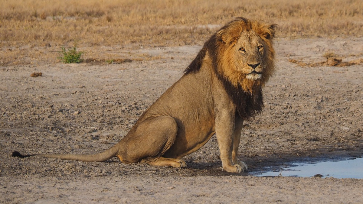 狮子老虎图片210