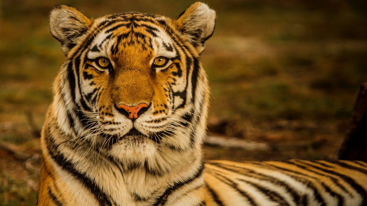 獅子老虎圖片-動物壁紙-高清動物圖片-第4圖-娟娟壁紙