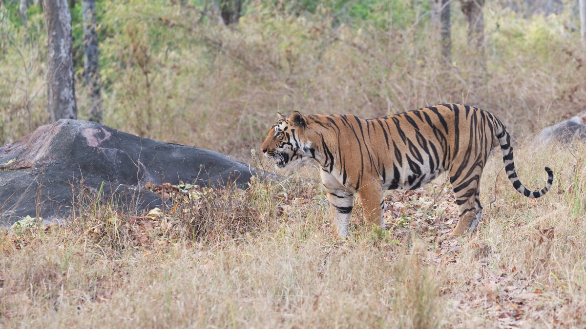 狮子老虎图片-动物壁纸-高清动物图片-第8图-娟娟壁纸