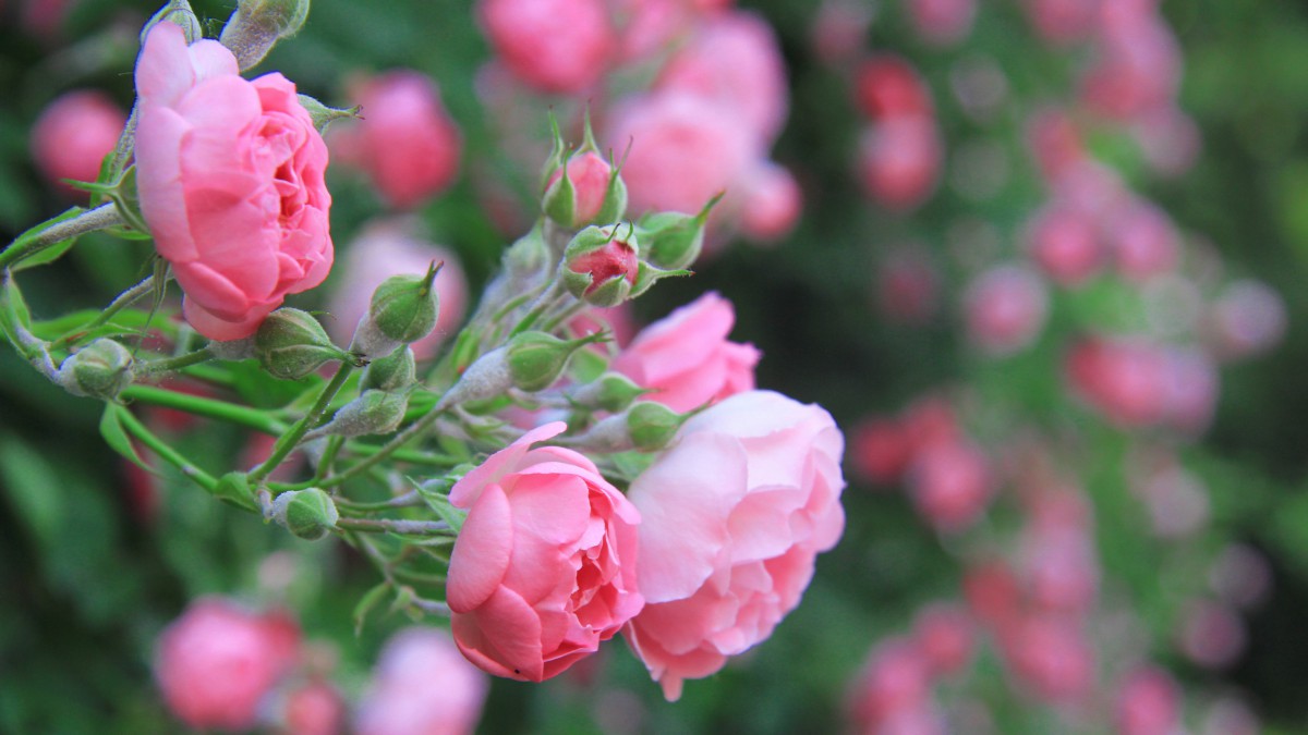 粉色蔷薇图片大全大图45