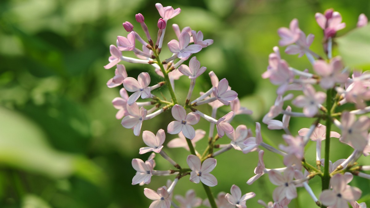 5k丁香花高清圖片110