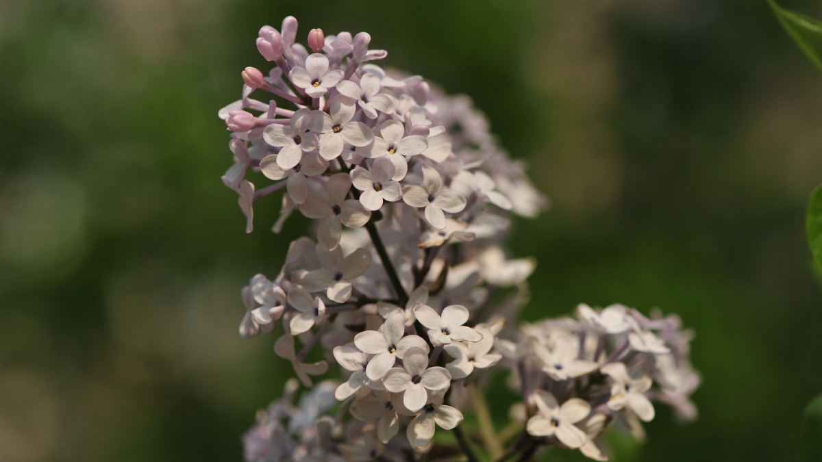 丁香花的英文名(丁香花的英文是什么)