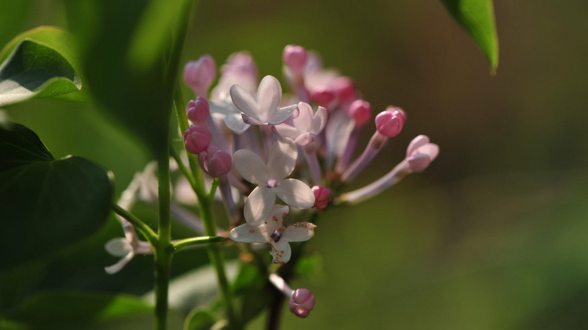 5k丁香花高清圖片510