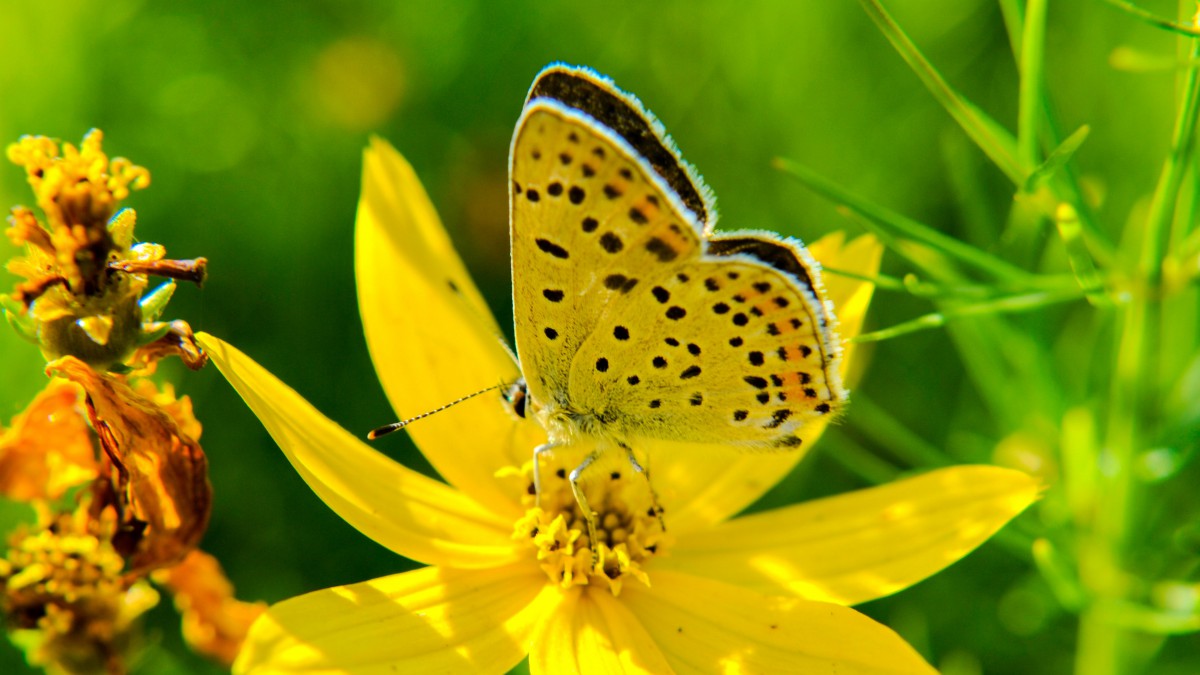 美丽的黄色蝴蝶图片47