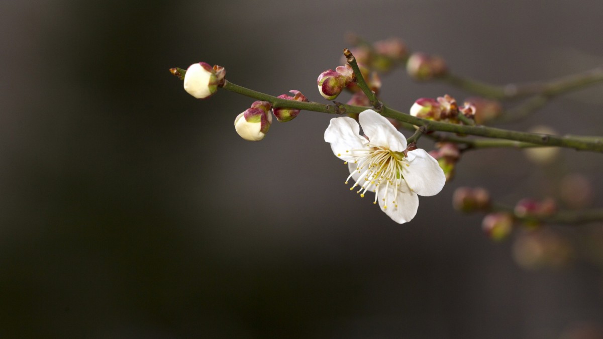 白梅花香自苦寒來-花卉壁紙-高清花卉圖片-第10圖-娟娟壁紙