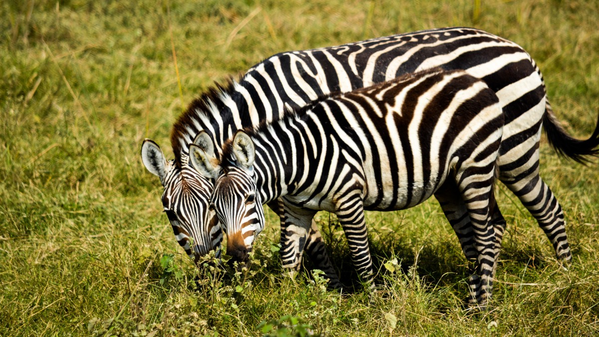 非洲斑马图片1113