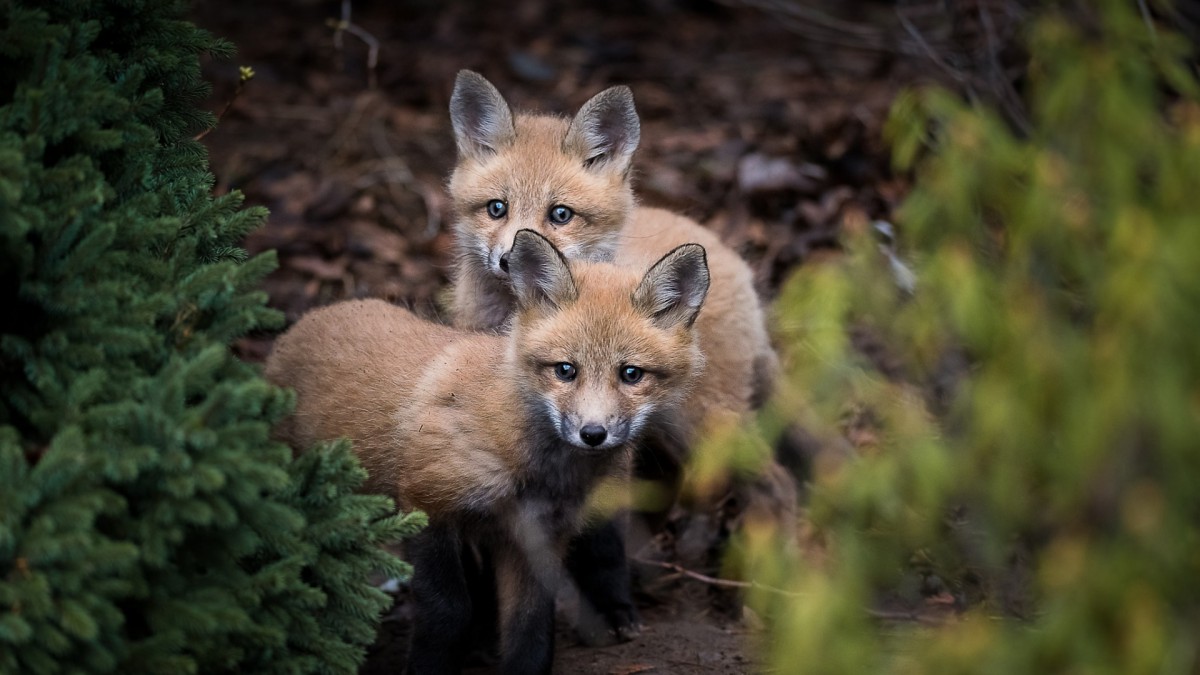 狐狸幼崽圖片-動物壁紙-高清動物圖片-第7圖-娟娟壁紙