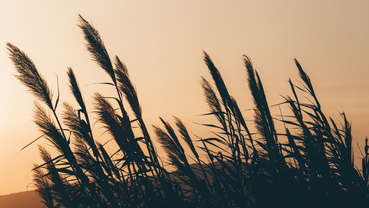 优美芦苇风光图片-风景壁纸-高清风景图片-第2图-娟娟壁纸