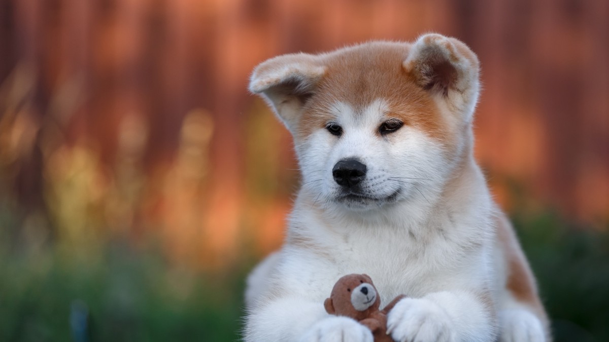 秋田犬图片,分享一组可爱小狗图片给大家,图中的桌面壁纸壁纸会