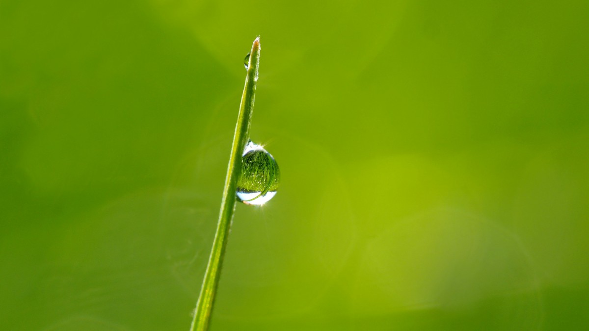 掛著水滴植物綠葉圖片-花卉壁紙-高清花卉圖片-第5圖-娟娟壁紙