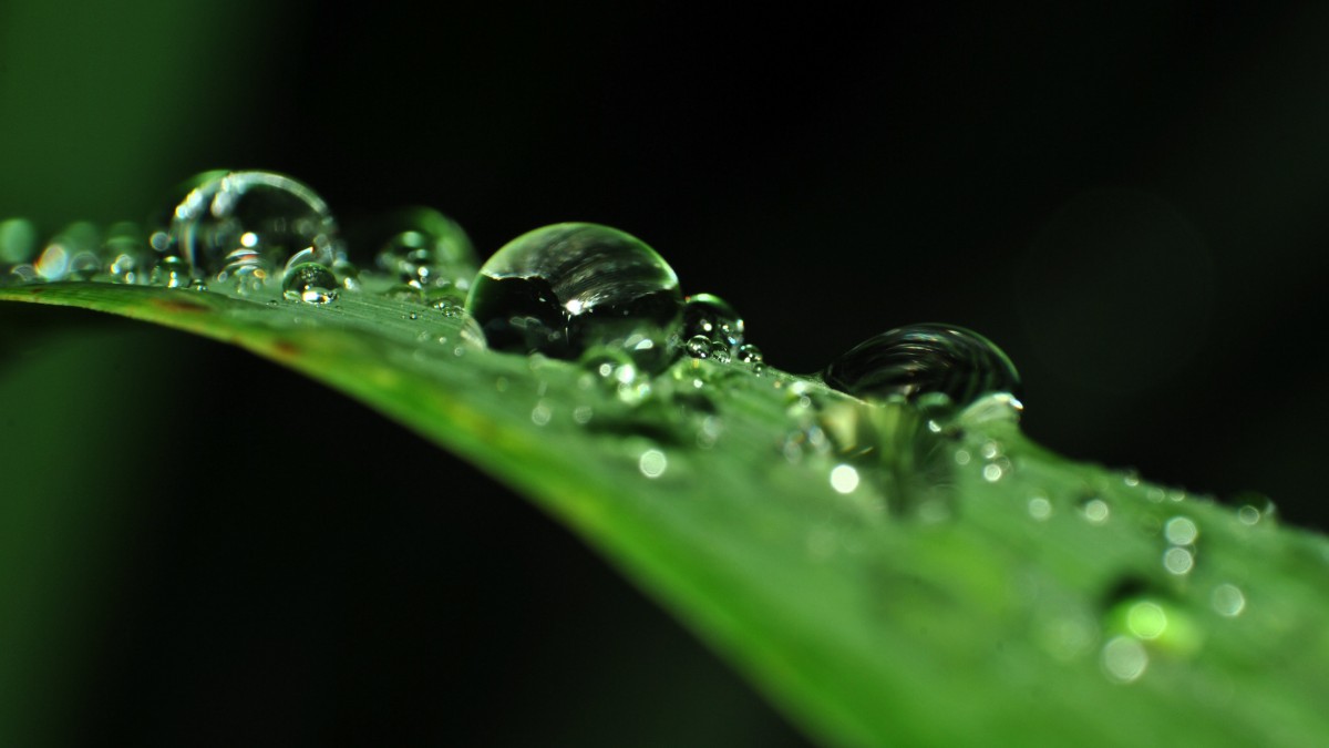 掛著水滴植物綠葉圖片-花卉壁紙-高清花卉圖片-第9圖-娟娟壁紙