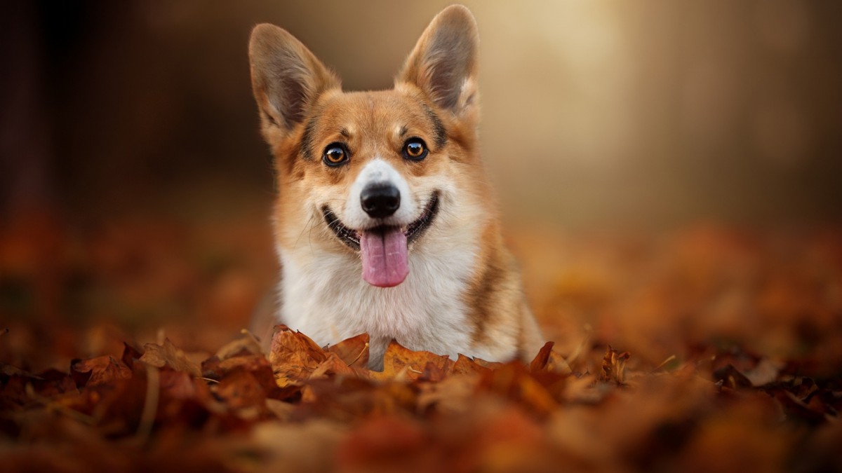 桌面壁纸 动物 可爱小狗 > 可爱威尔士柯基犬图片上一组图 下一组图