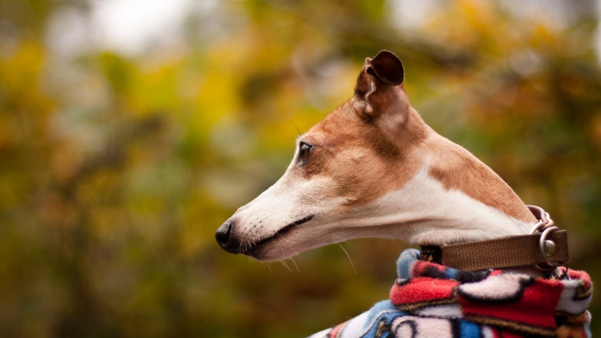 惠比特犬图片-动物壁纸-高清动物图片-第2图-娟娟壁纸