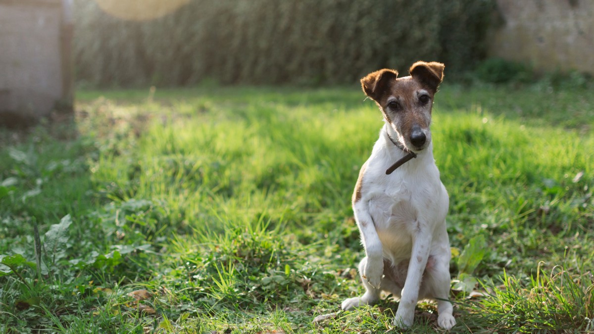 惠比特犬图片-动物壁纸-高清动物图片-第6图-娟娟壁纸