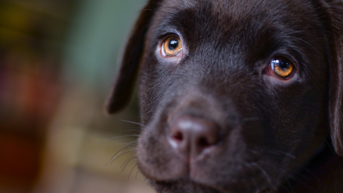 拉布拉多犬图片-动物壁纸-高清动物图片-第5图-娟娟壁纸