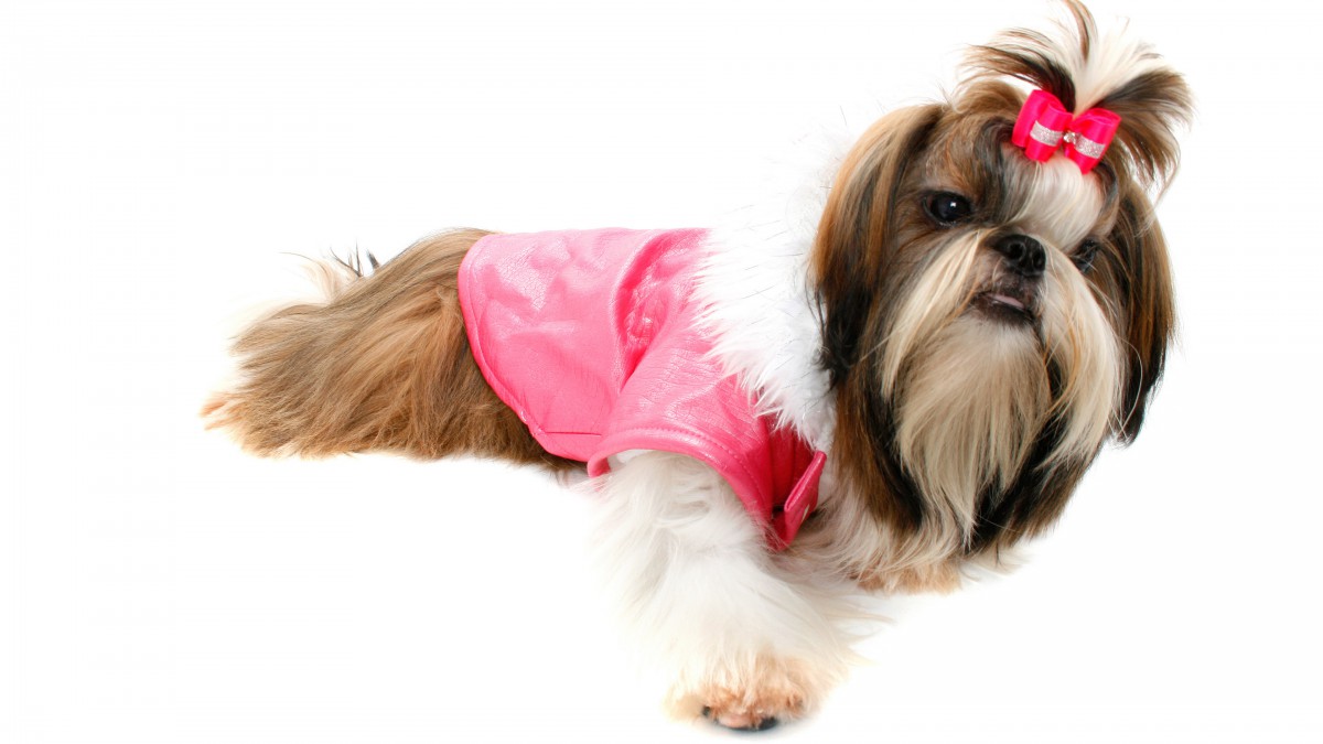 西施犬图片(5/9)