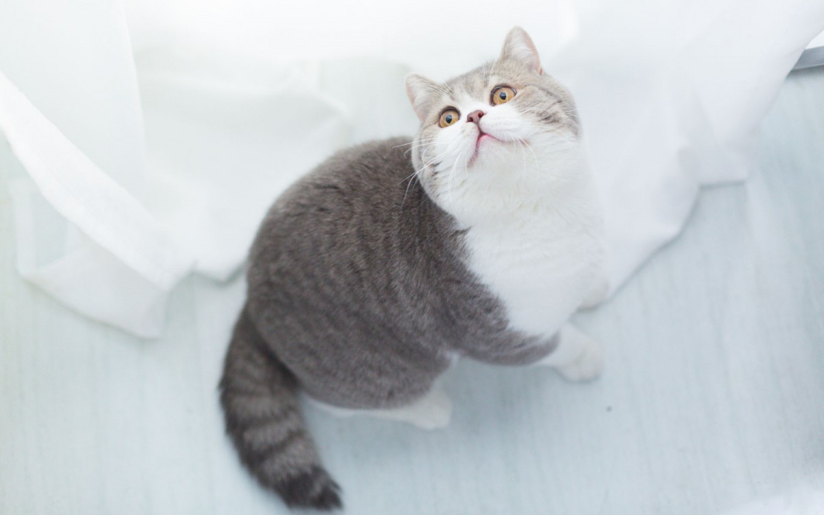 可爱的小猫肥猫图片-动物壁纸-高清动物图片-第2图-娟娟壁纸