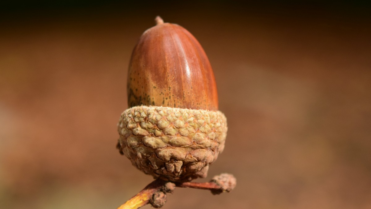 果实橡果图片413