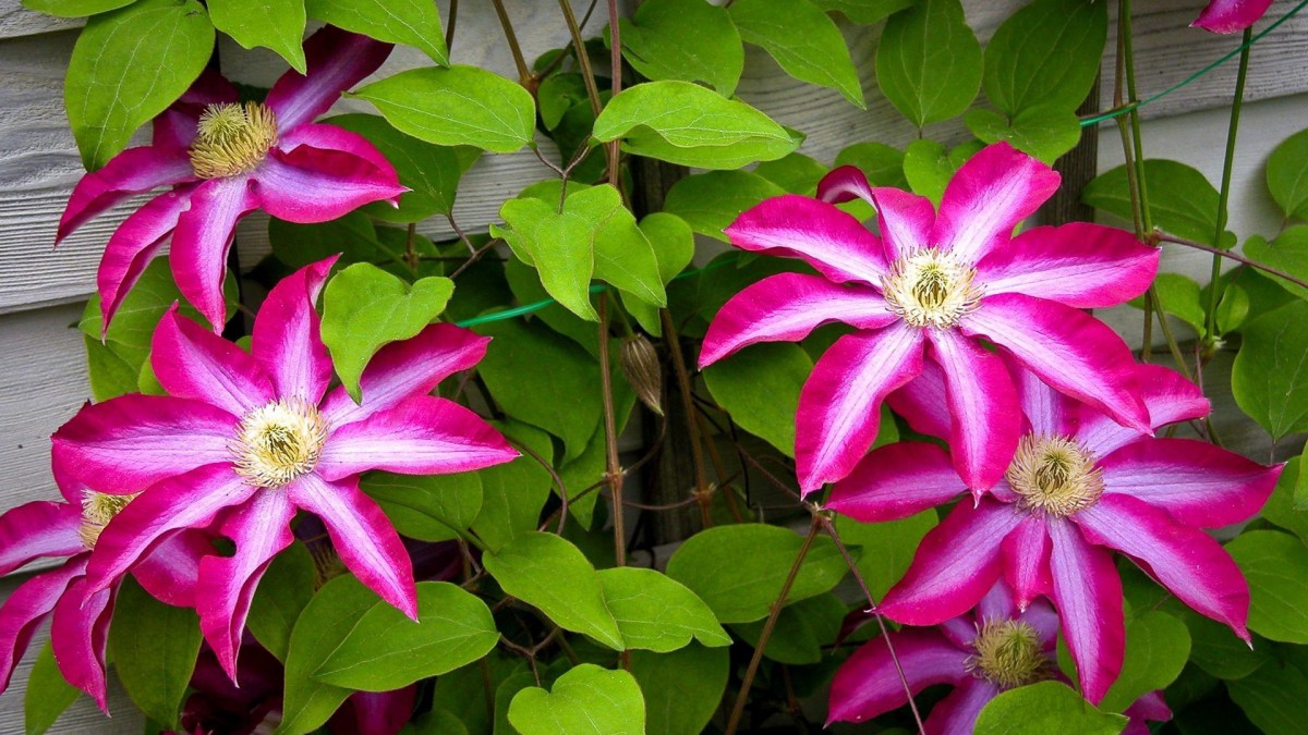 观赏植物铁线莲图片710