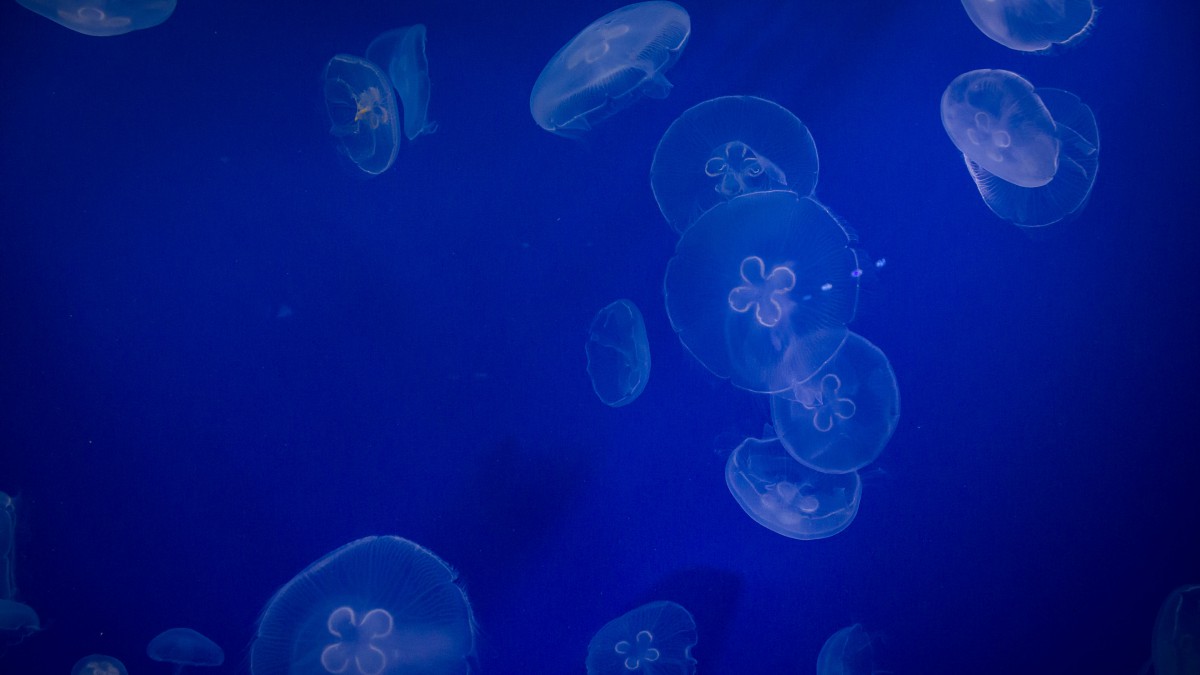 蓝色水母图片-动物壁纸-高清动物图片-第10图-娟娟壁纸