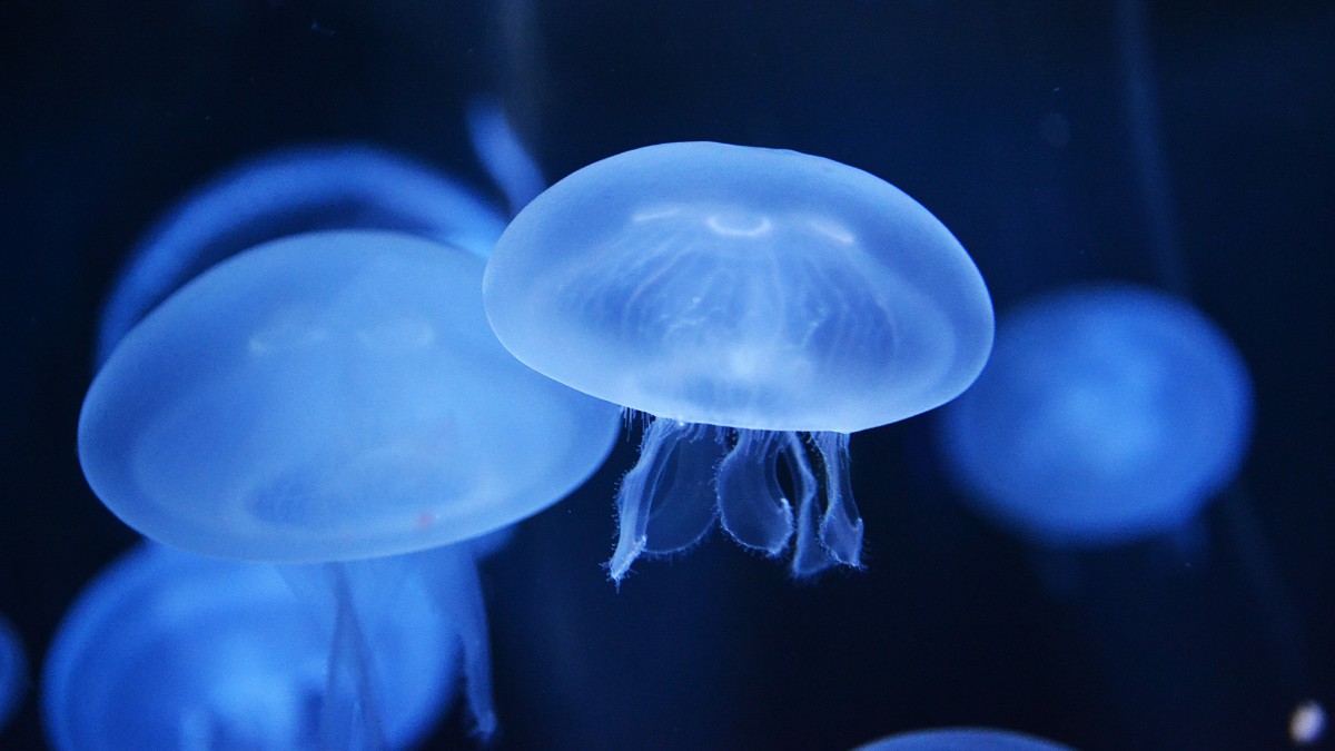 蓝色水母图片210