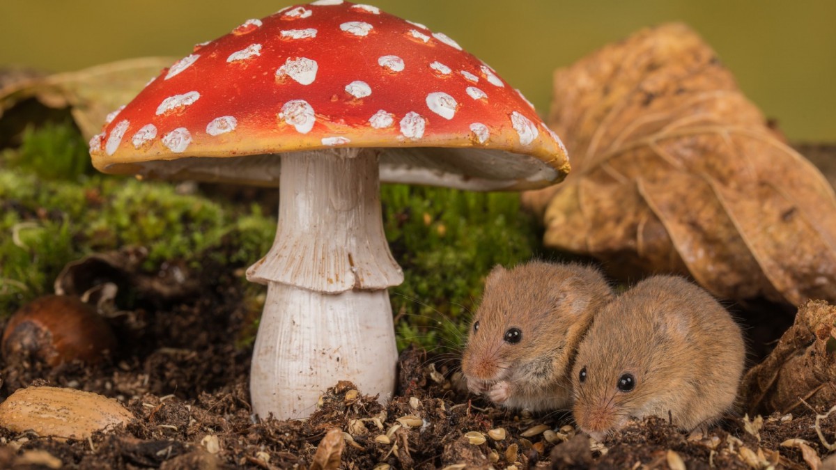 各种野生蘑菇图片29