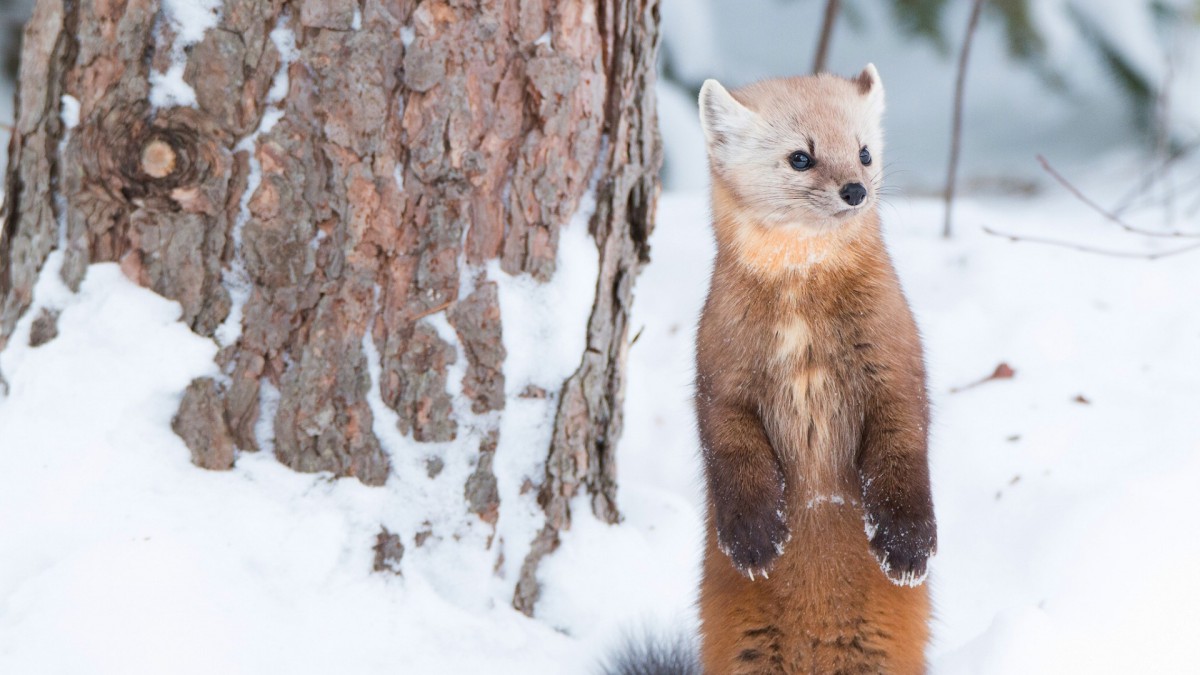 宠物貂和野生貂图片-动物壁纸-高清动物图片-第9图-娟娟壁纸