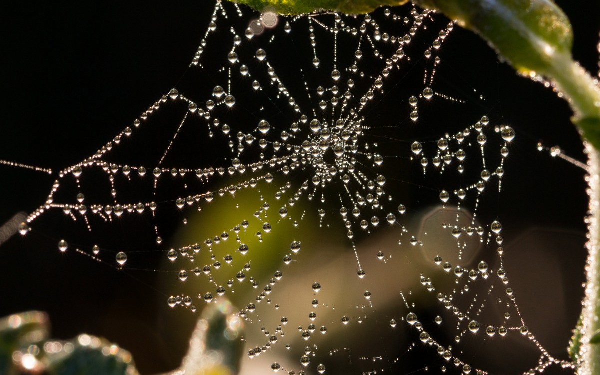 雨后蜘蛛网图片-静物壁纸-高清静物图片-第10图-娟娟壁纸