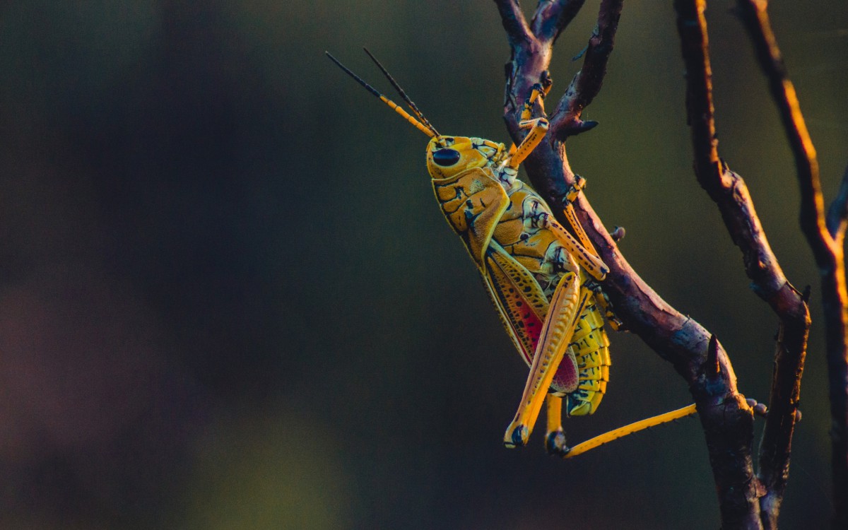 蝗虫图片大全-动物壁纸-高清动物图片-第14图-娟娟壁纸