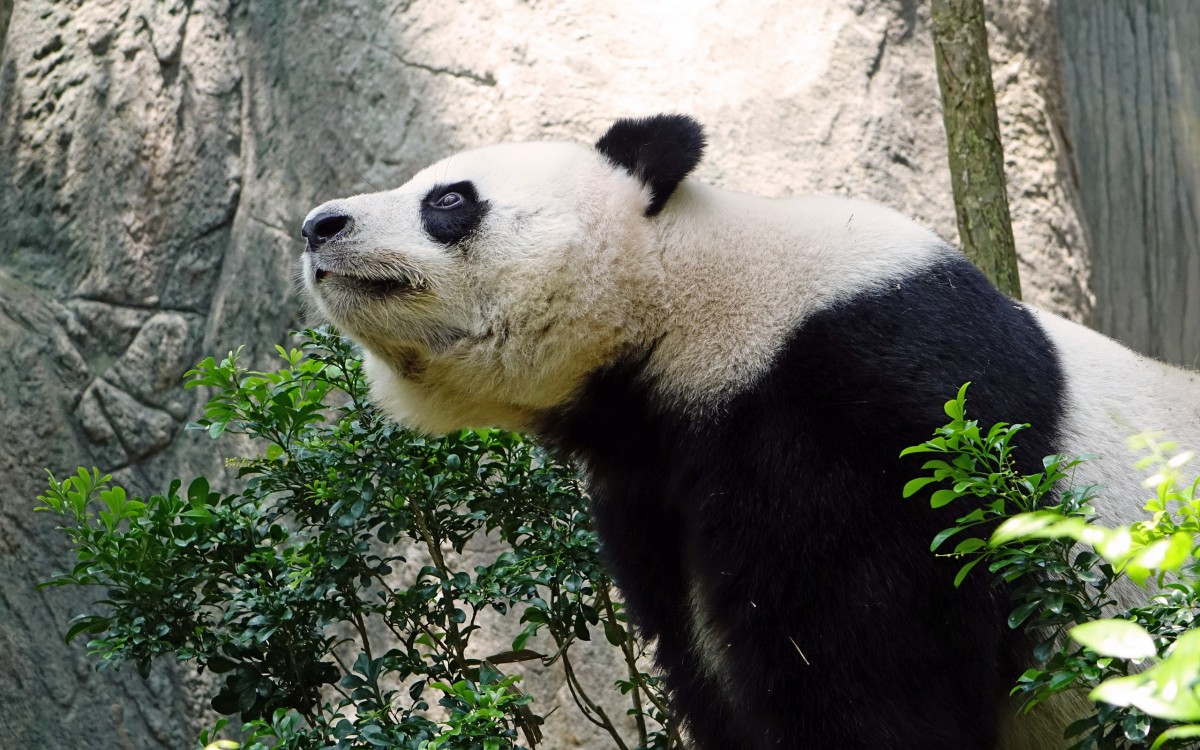 國寶大熊貓圖片-動物壁紙-高清動物圖片-第5圖-娟娟壁紙