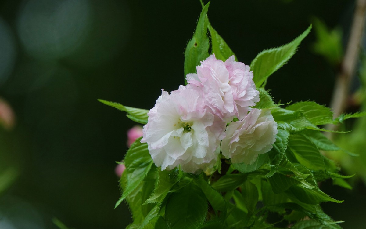 粉白色的樱花图片-花卉壁纸-高清花卉图片-第10图-娟娟壁纸