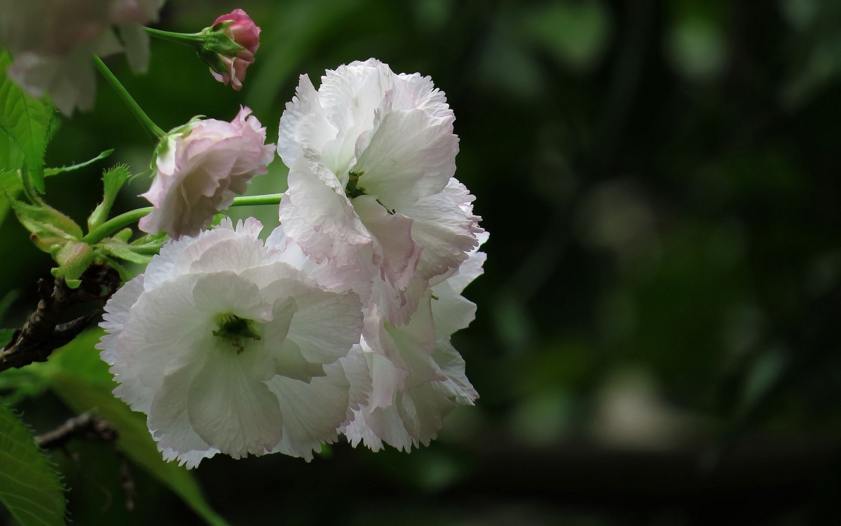 粉白色的樱花图片-花卉壁纸-高清花卉图片-第2图-娟娟壁纸