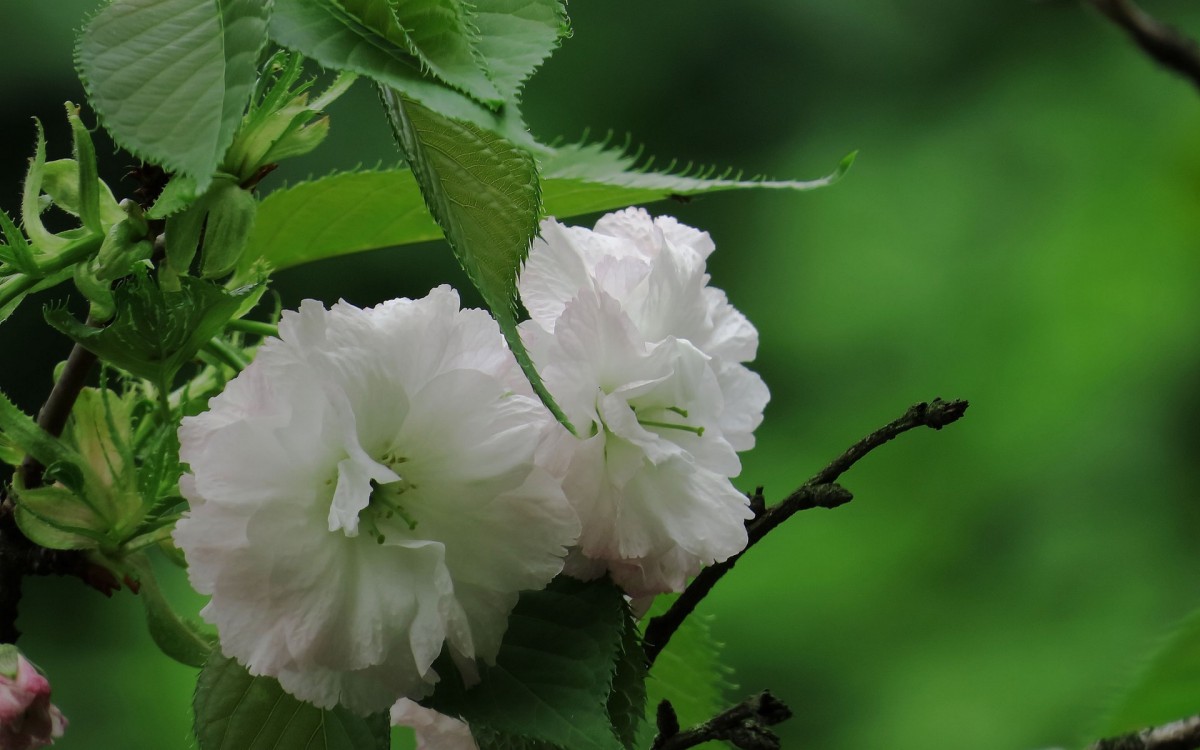 粉白色的樱花图片-花卉壁纸-高清花卉图片-第4图-娟娟壁纸
