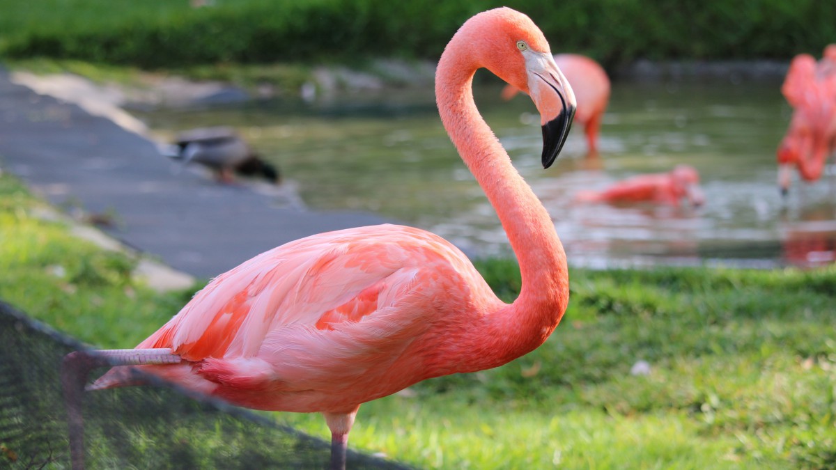 火烈鳥圖片-動物壁紙-高清動物圖片-第3圖-娟娟壁紙