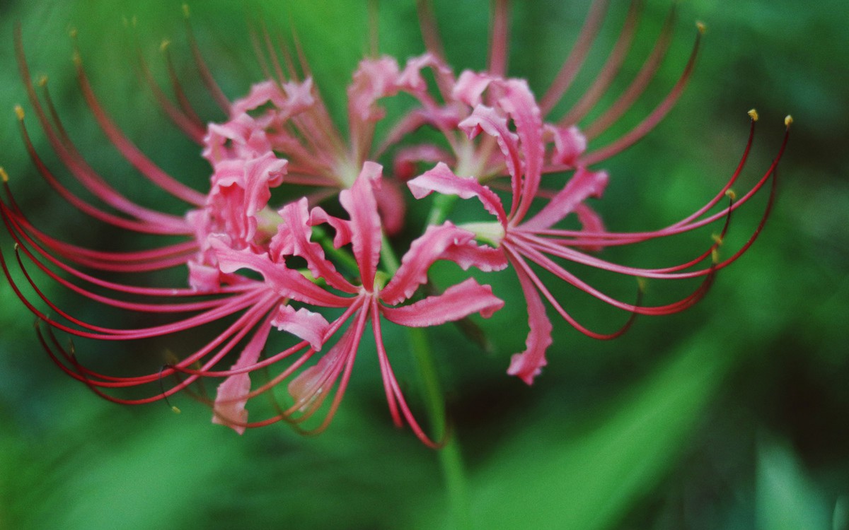 彼岸花圖片-花卉壁紙-高清花卉圖片-第4圖-娟娟壁紙