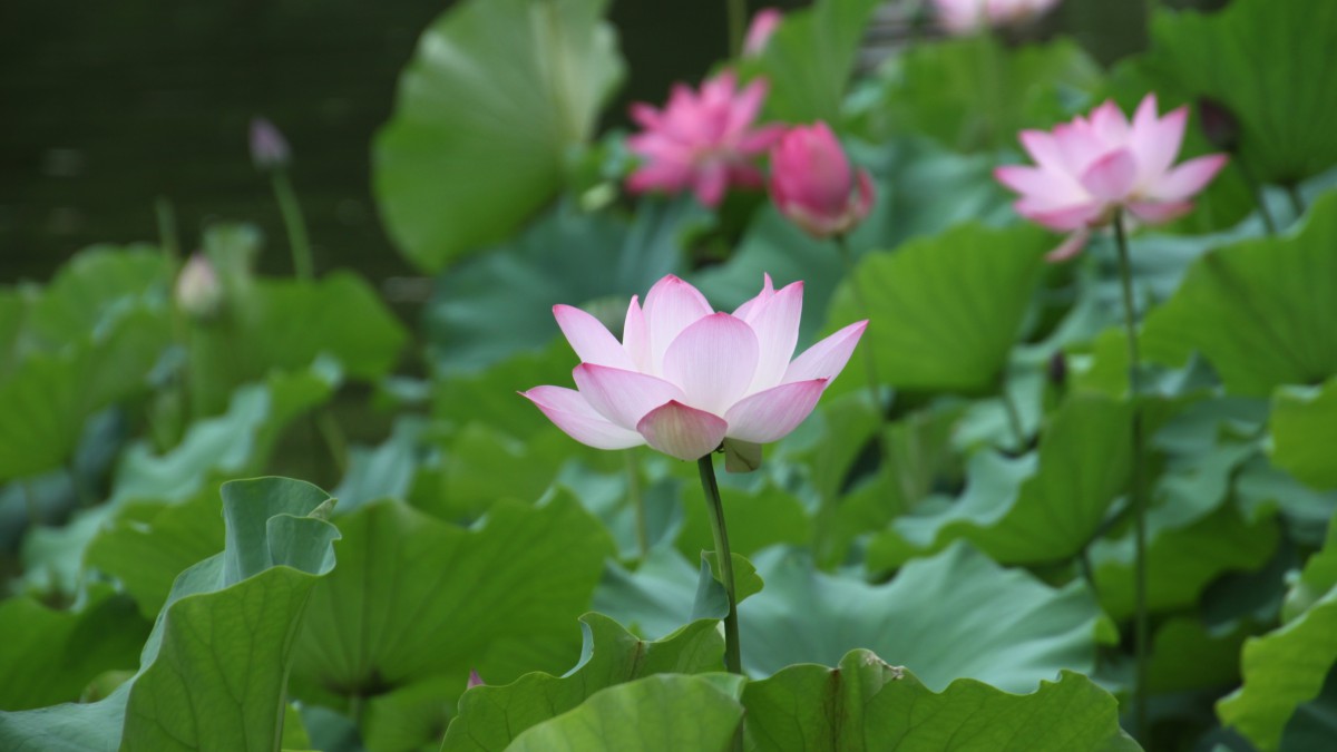 淡雅的蓮花荷花圖片-花卉壁紙-高清花卉圖片-第4圖-娟娟壁紙