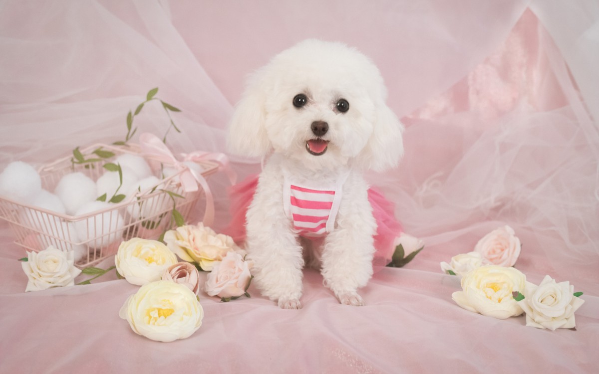 萌宠泰迪犬图片-动物壁纸-高清动物图片-第9图-娟娟壁纸