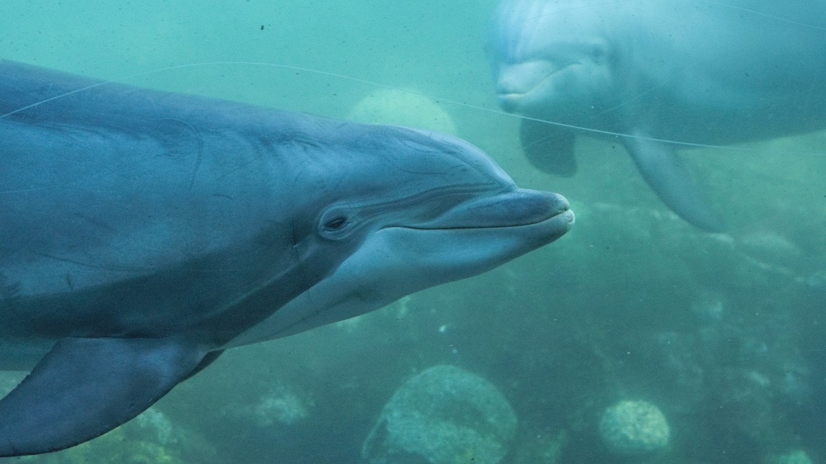 海洋動物海豚圖片大全-動物壁紙-高清動物圖片-第2圖-娟娟壁紙