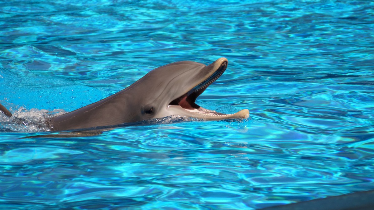 海洋动物海豚图片大全(9/10)