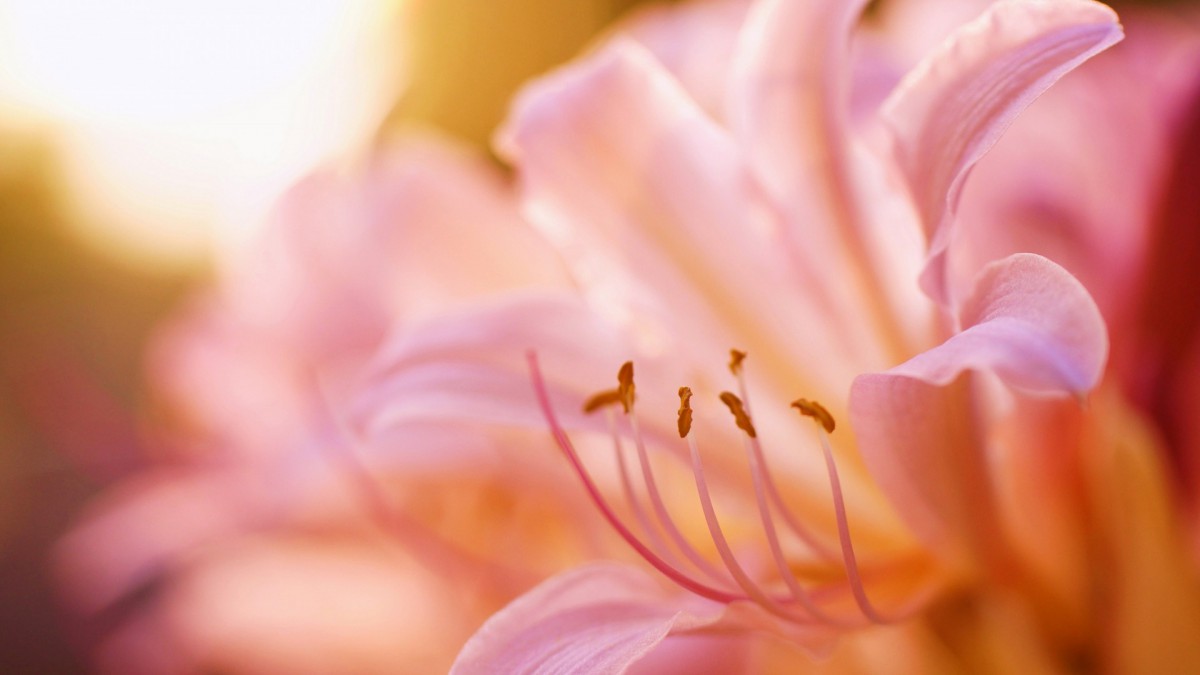 百合花桌面壁纸-花卉壁纸-高清花卉图片-第3图-娟娟壁纸