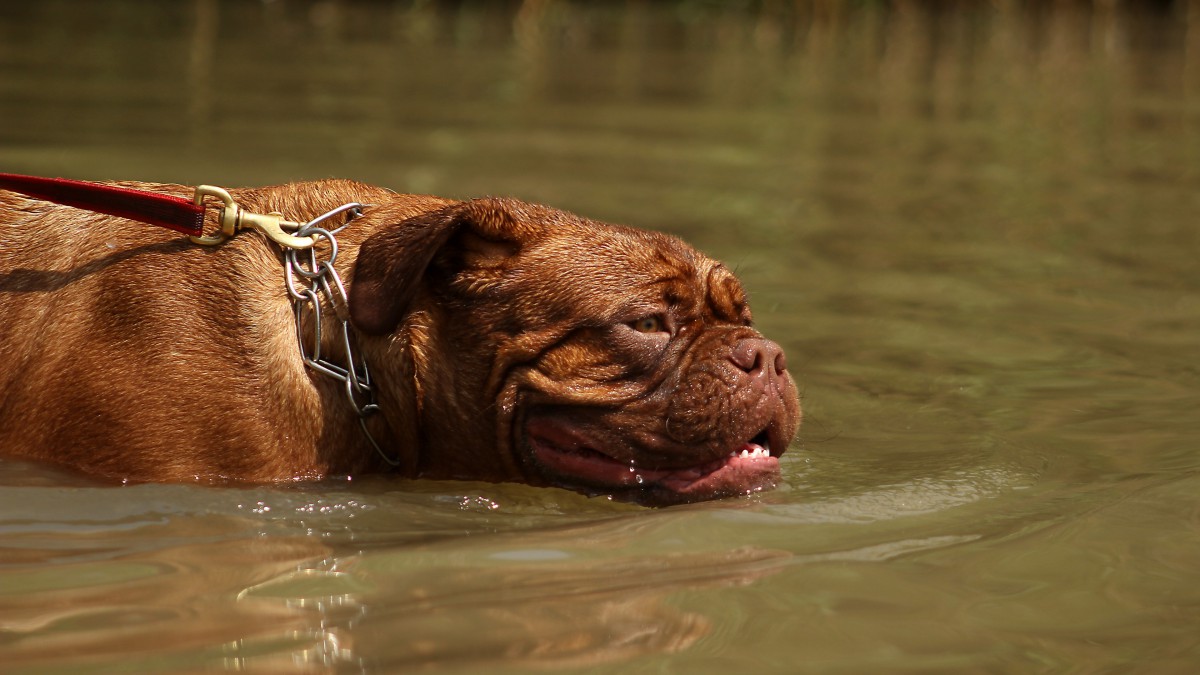 波尔多犬图片99